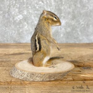 Chipmunk Life-Size Mount For Sale #26684 @ The Taxidermy Store
