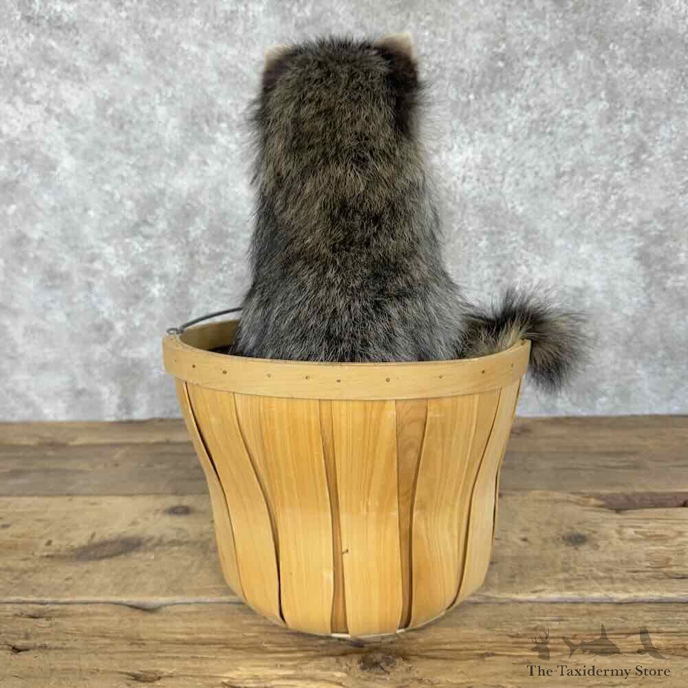 Raccoon Novelty Mount For Sale #30694 @ The Taxidermy Store