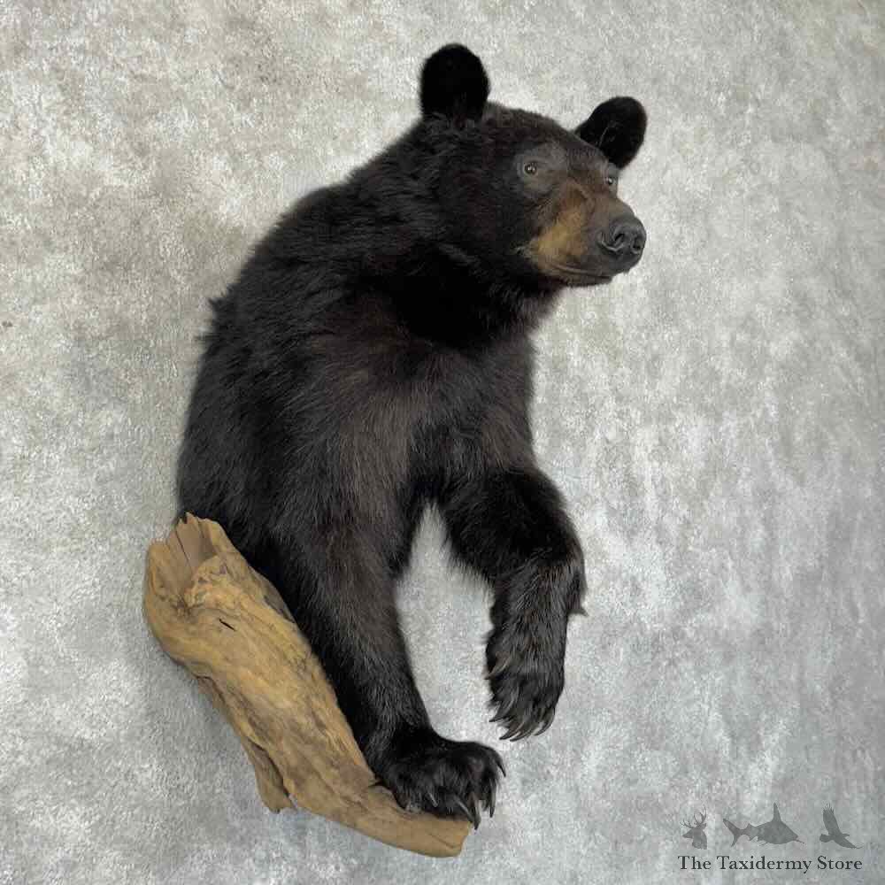 Black Bear Half Life Size Mount For Sale #31170 @ The Taxidermy Store