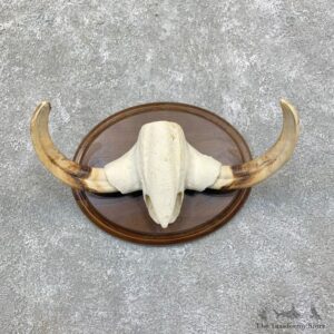 African Warthog Tusk Display For Sale #22864 @ The Taxidermy Store