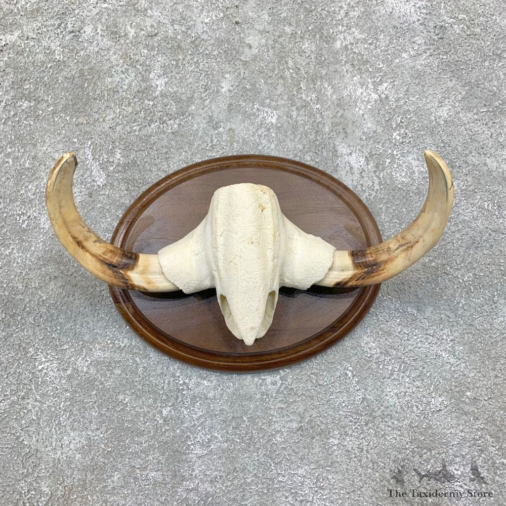 African Warthog Tusk Display For Sale #22864 @ The Taxidermy Store