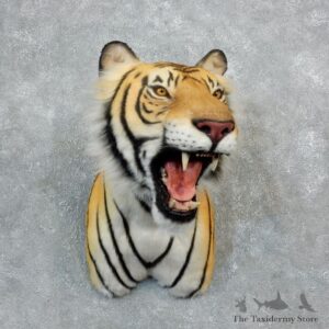 Reproduction Siberian Tiger Shoulder Mount For Sale #18292 @ The Taxidermy Store