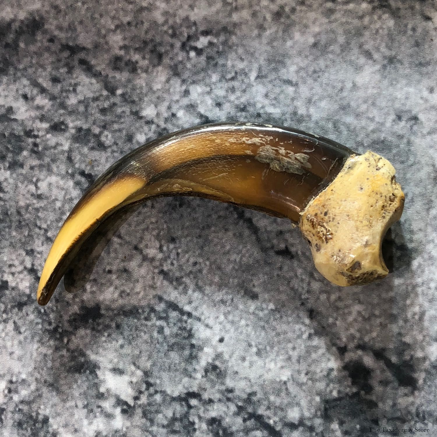 Grizzly Bear Claw For Sale #19386 @ The Taxidermy Store