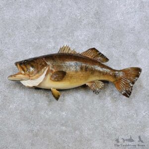 Largemouth Bass Fish Mount For Sale #14356 @ The Taxidermy Store
