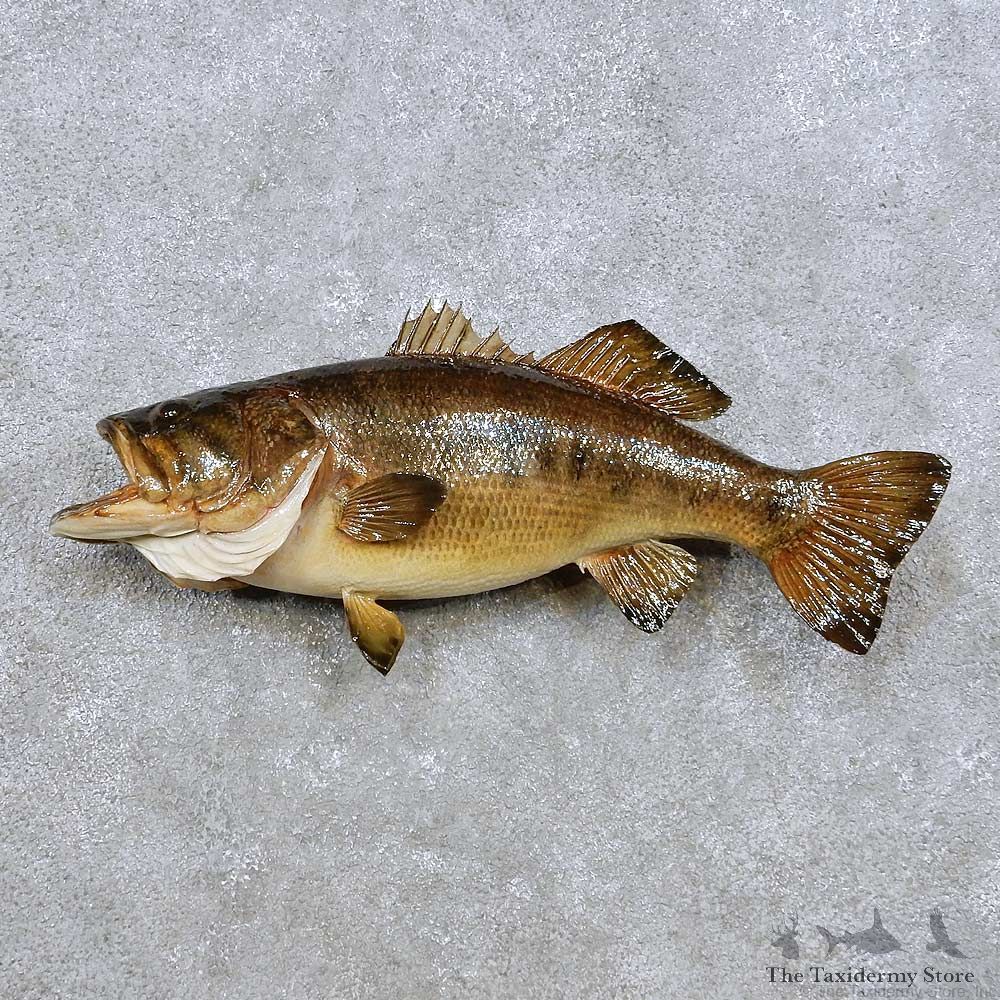 Largemouth Bass Fish Mount For Sale #14356 @ The Taxidermy Store
