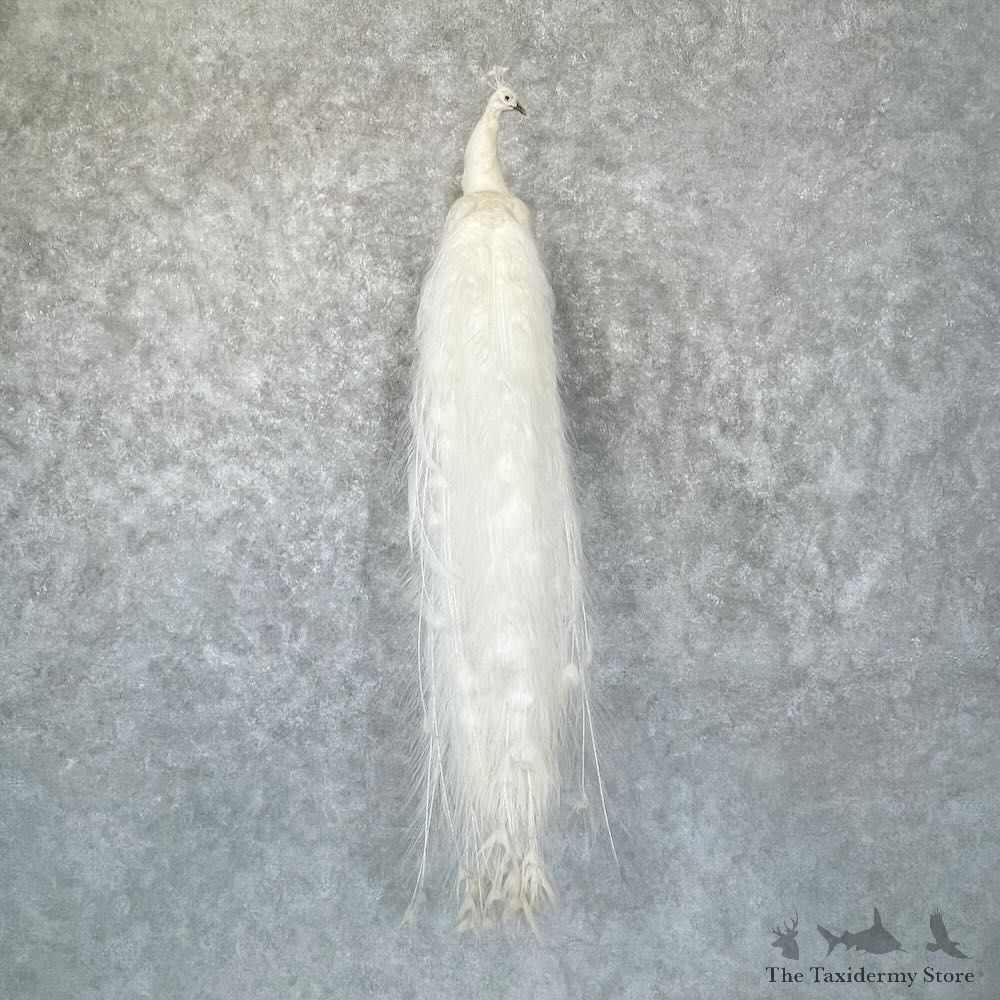 White Peacock Bird Mount For Sale #28747 @ The Taxidermy Store