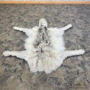 Grey Wolf Rug Taxidermy Mount For Sale #25377 @ The Taxidermy Store