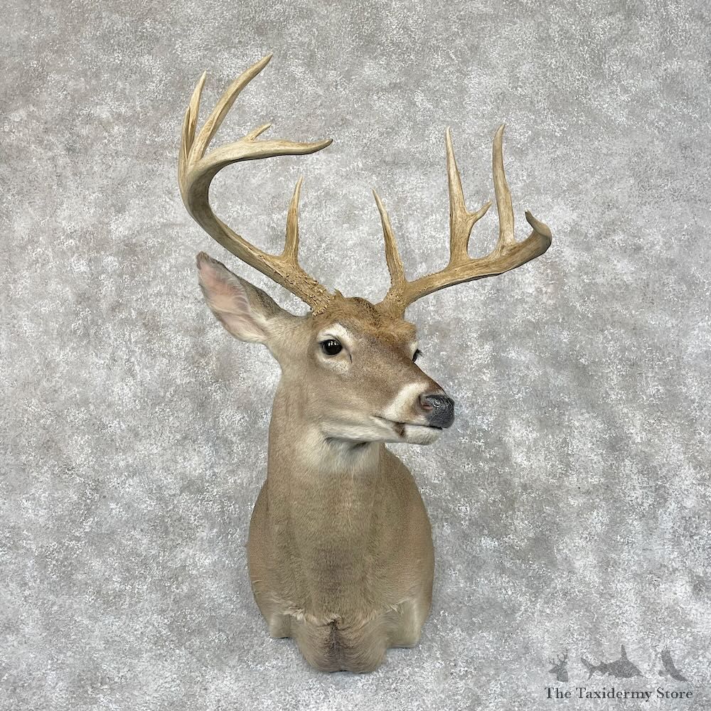 Whitetail Deer Shoulder Mount For Sale #28688 - The Taxidermy Store