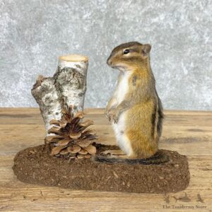 Chipmunk Life-Size Mount For Sale #22446 @ The Taxidermy Store