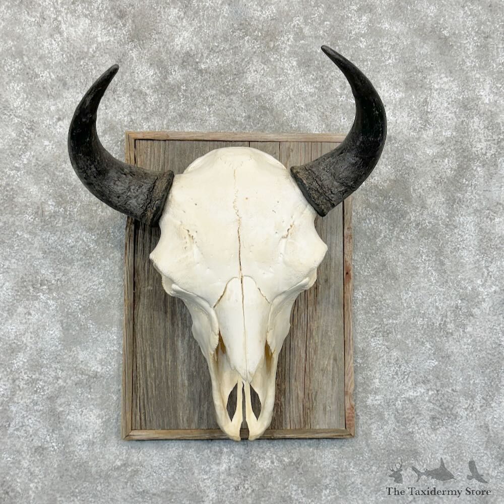 Buffalo Bison Skull Mount For Sale #29038 @ The Taxidermy Store