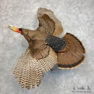 Eastern Turkey Bird Mount For Sale #21726 @ The Taxidermy Store