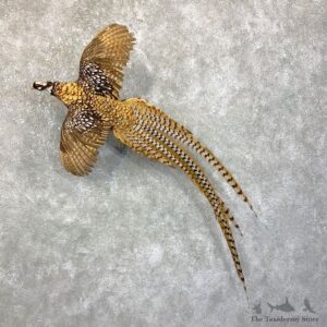 Reeves Pheasant Life-Size Mount #23846 For Sale @ The Taxidermy Store