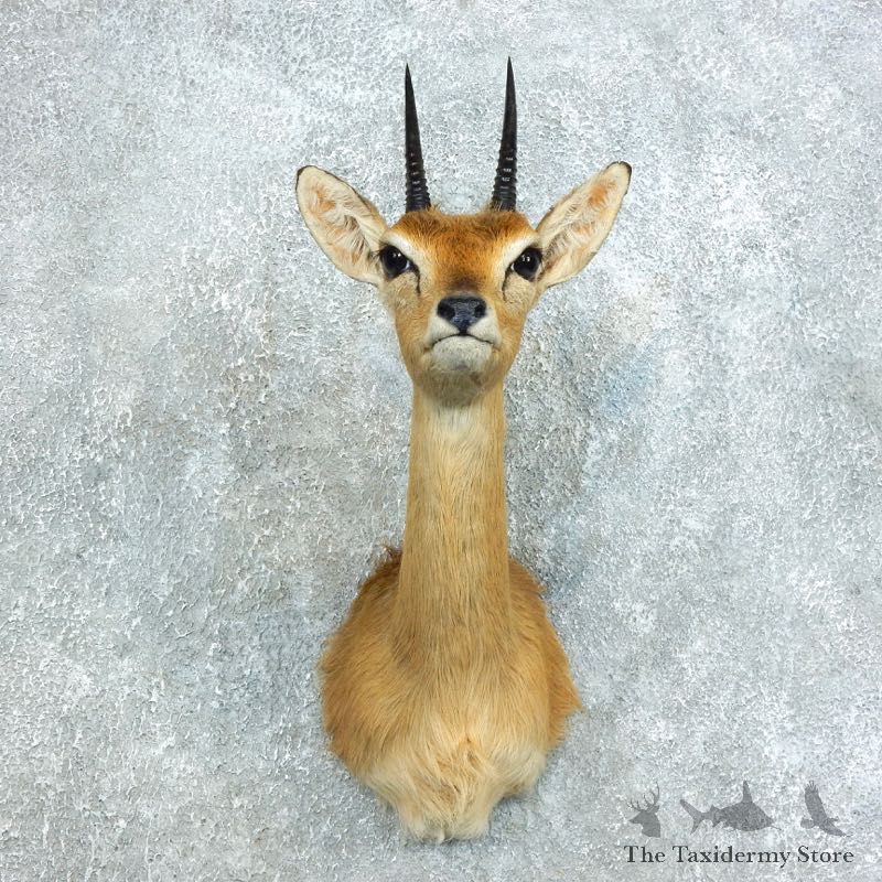 Southern Oribi Shoulder Mount For Sale #28921 @ The Taxidermy Store