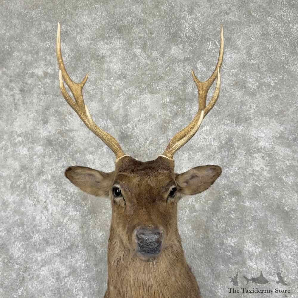 Sika Deer Shoulder Mount For Sale #31547 @ The Taxidermy Store