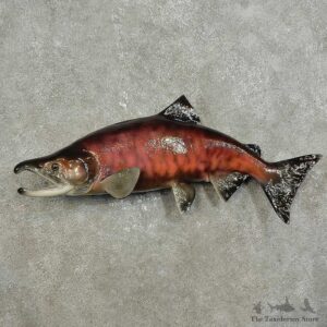 Sockeye Salmon Fish Mount For Sale #15921 @ The Taxidermy Store