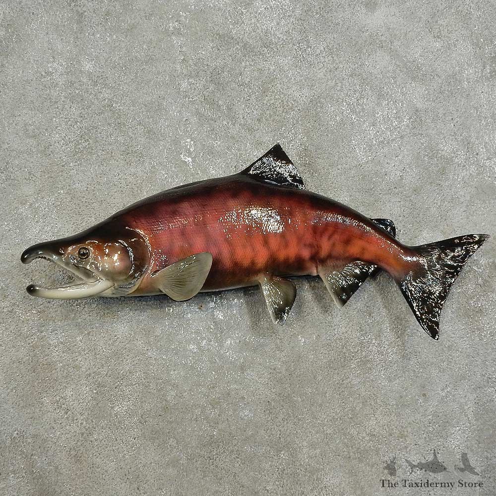 Sockeye Salmon Fish Mount For Sale #15921 @ The Taxidermy Store