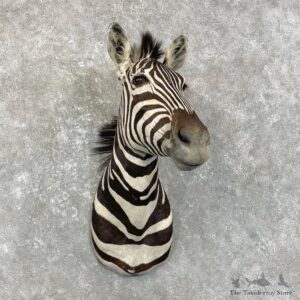 African Zebra Shoulder Mount For Sale #28019 @ The Taxidermy Store