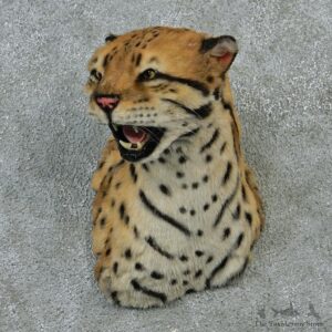 Ocelot Taxidermy Shoulder Mount #12924 For Sale @ The Taxidermy Store