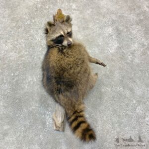 Raccoon Life-Size Mount For Sale #23168 @ The Taxidermy Store