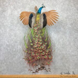 Blue Indian Peacock Bird Mount For Sale #27040 @ The Taxidermy Store