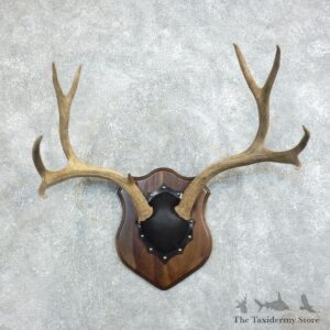 Mule Deer Antler Plaque Mount For Sale #18378 @ The Taxidermy Store