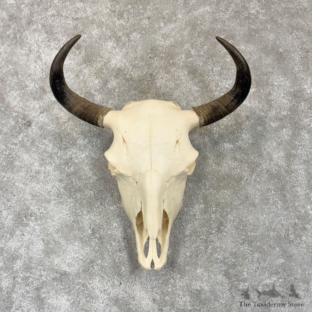 American Buffalo Bison Skull Mount For Sale #30256 @ The Taxidermy Store