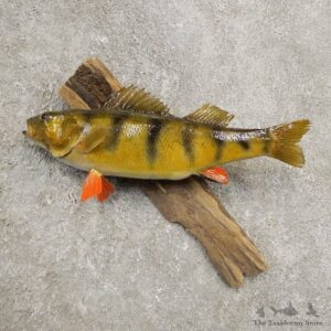 Yellow Perch Fish Mount For Sale #20964 @ The Taxidermy Store