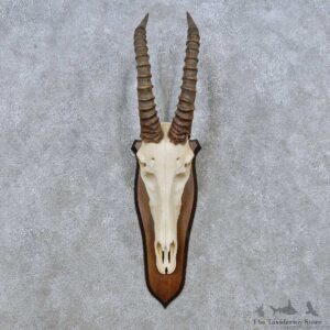Topi Skull & Horn European Mount For Sale #14509 @ The Taxidermy Store