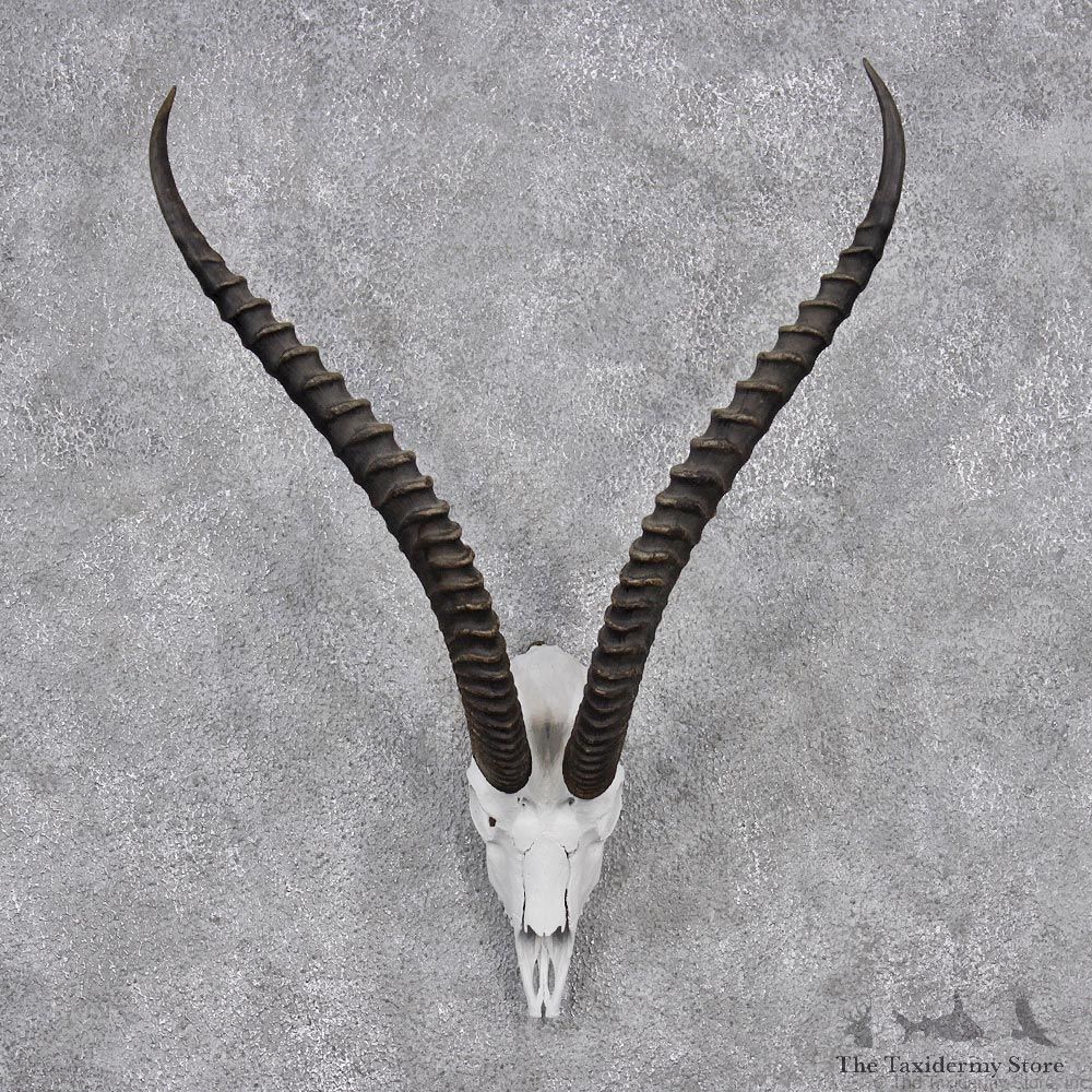 African Grants Gazelle European Skull & Horn Mount #12549 For Sale @ The Taxidermy Store
