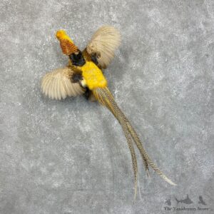 Golden Pheasant Bird Mount For Sale #24206 @ The Taxidermy Store