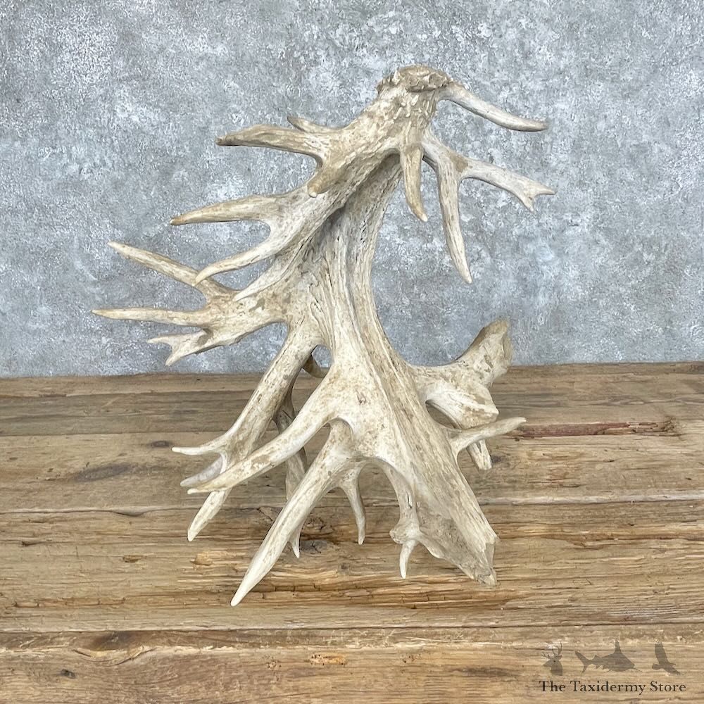 Whitetail Deer Antler Shed For Sale #28049 @ The Taxidermy Store