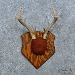 Whitetail Deer Antler Plaque Mount For Sale #15385 @ The Taxidermy Store