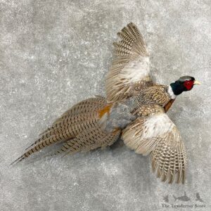 Ringneck Pheasant Bird Mount For Sale #24779 @ The Taxidermy Store