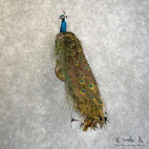 Blue Indian Peacock Bird Mount For Sale #25117 @ The Taxidermy Store