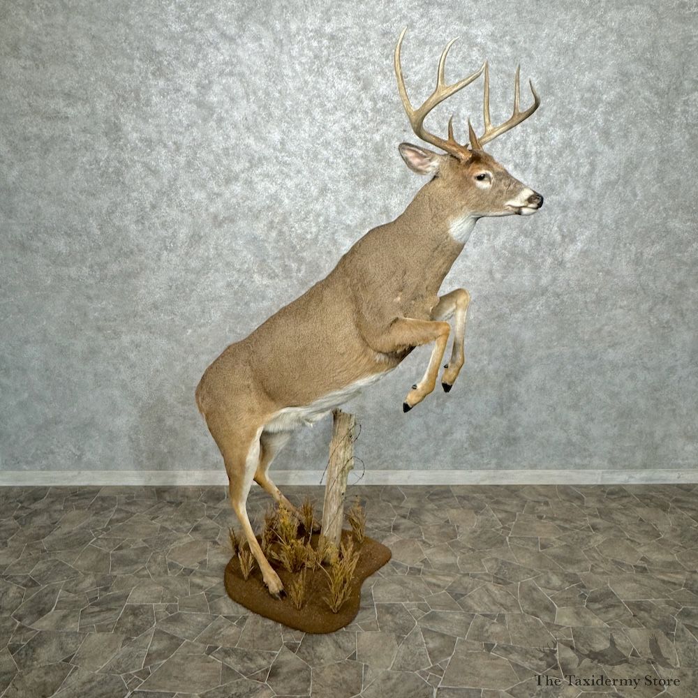 Whitetail Deer Life-Size Mount For Sale #29548 @ The Taxidermy Store