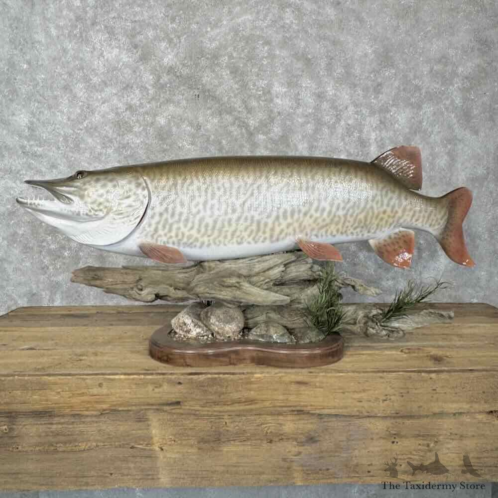 Muskellunge Reproduction Fish Mount For Sale #30403 @ The Taxidermy Store
