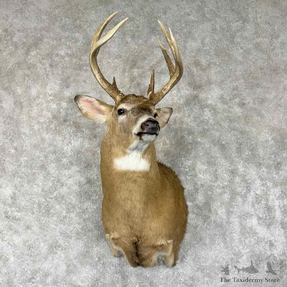 Whitetail Deer Shoulder Mount For Sale #31338 @ The Taxidermy Store