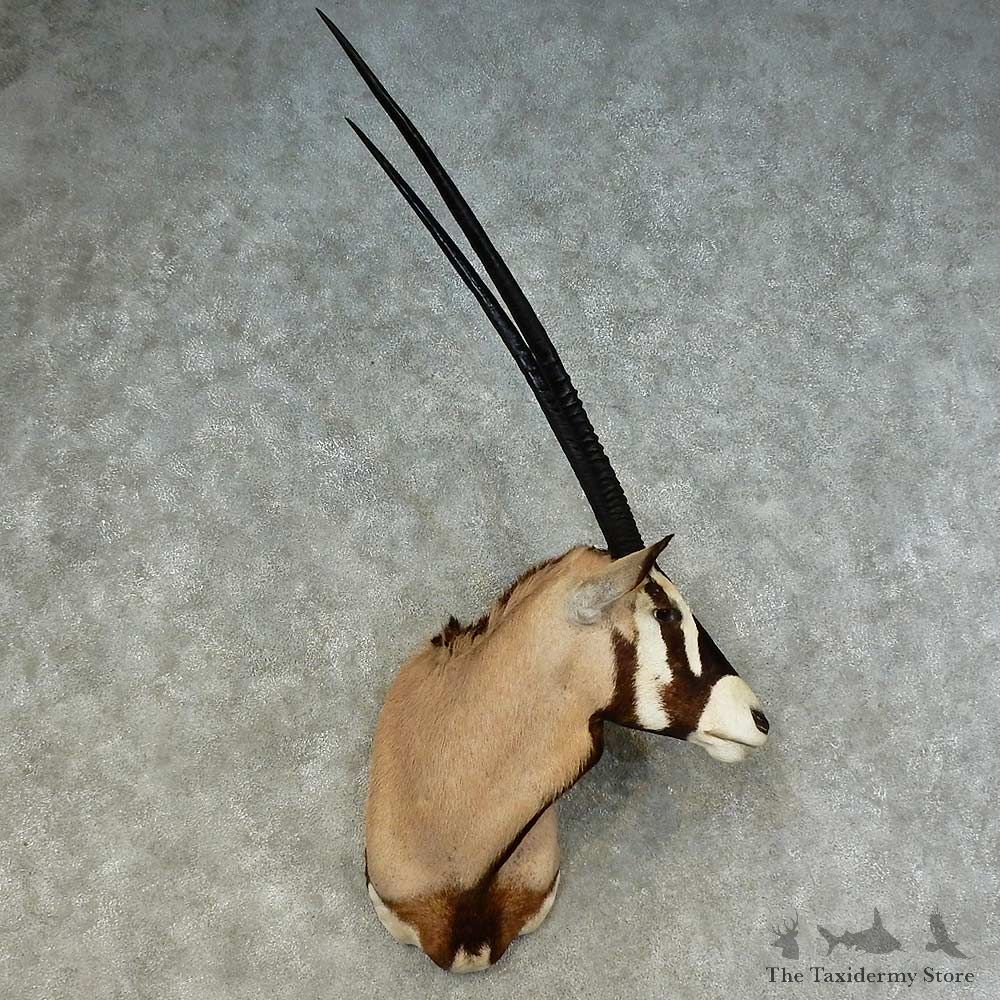 African Gemsbok Shoulder Mount For Sale #16224 @ The Taxidermy Store
