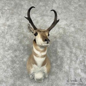 Pronghorn Antelope Shoulder Mount For Sale #31803 @ The Taxidermy Store