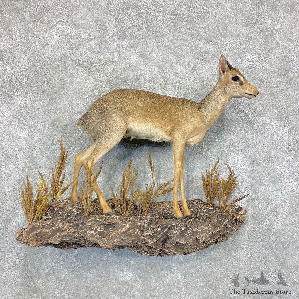 Kirk's Dik-Dik Taxidermy Life-Size Mount For Sale #28877 @ The Taxidermy Store