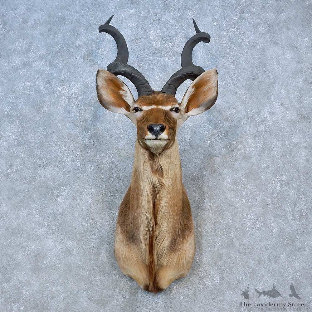 Greater Kudu Shoulder Mount For Sale #15294 @ The Taxidermy Store