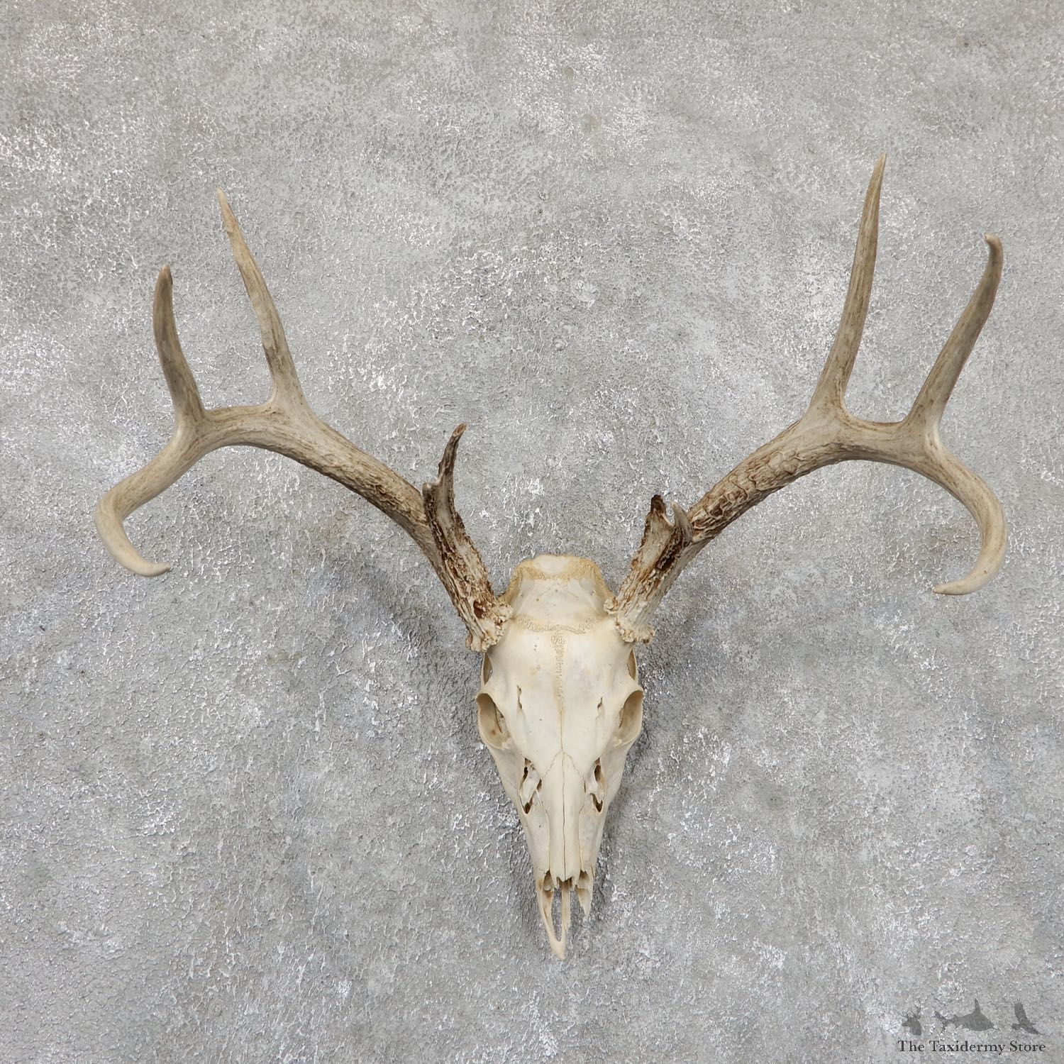 Whitetail Deer Skull European Mount For Sale #19420 @ The Taxidermy Store