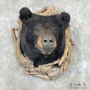 Black Bear Shoulder Mount For Sale #26838 @ The Taxidermy Store