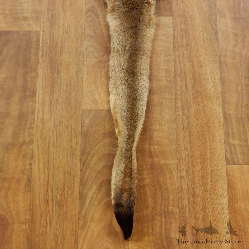 Kangaroo Hide Taxidermy Tanned Skin For Sale #17460 @ The Taxidermy Store