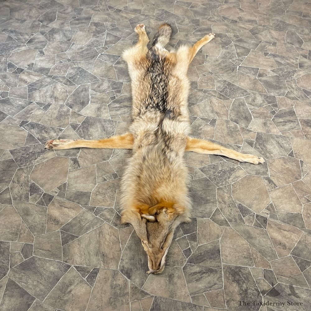 Alaskan Yukon Wolf Tanned Hide For Sale #27882 @ The Taxidermy Store