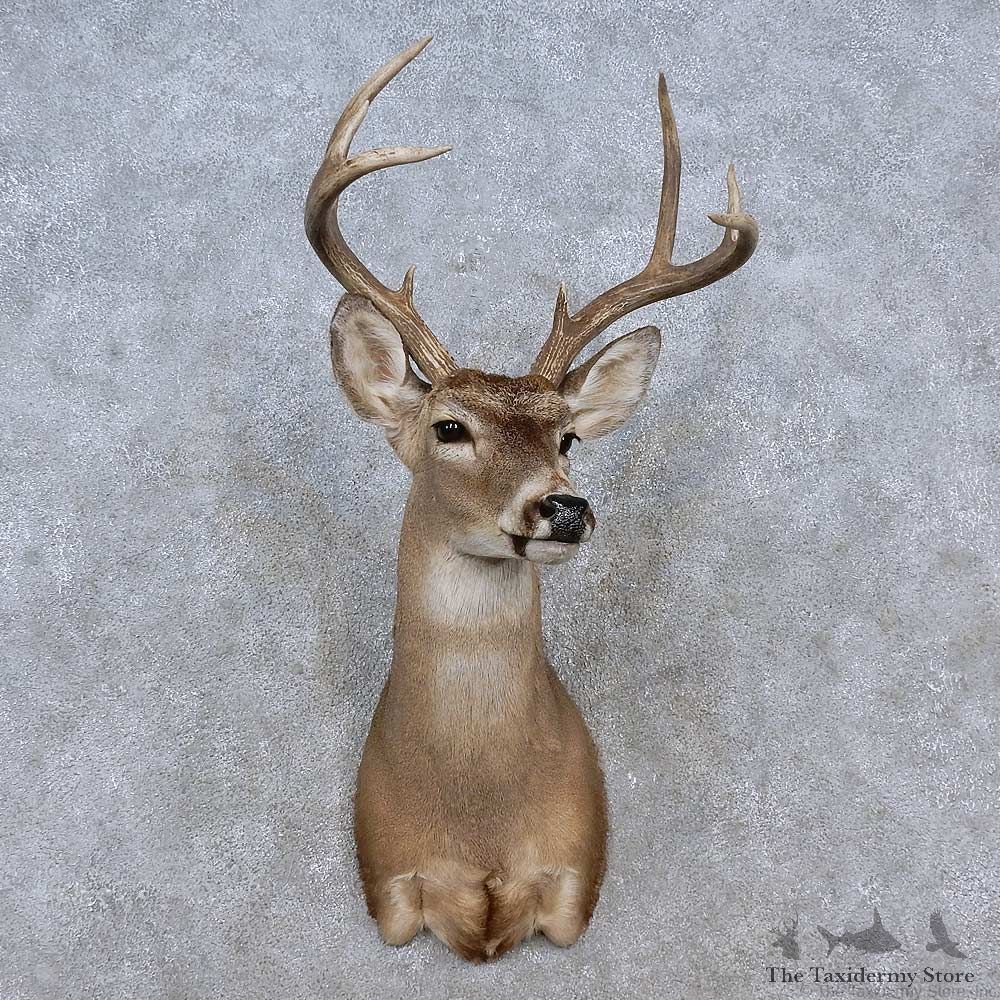 Coues Deer Shoulder Mount For Sale #15201 @ The Taxidermy Store