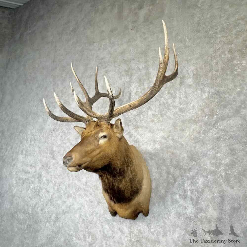 Rocky Mountain Elk Shoulder Mount For Sale #30365 @ The Taxidermy Store
