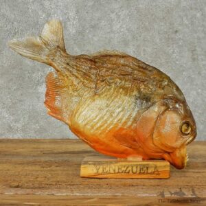 Red Bellied Piranha Fish Mount For Sale #16240 @ The Taxidermy Store
