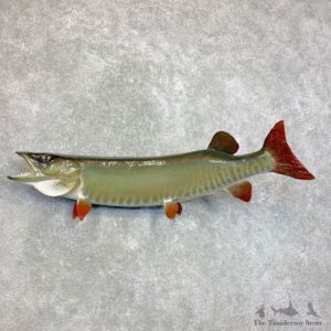 Musky Taxidermy Fish Mount For Sale #22117 @ The Taxidermy Store