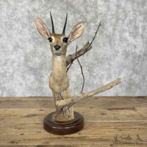 Steinbok Pedestal Mount For Sale #30804 @ The Taxidermy Store
